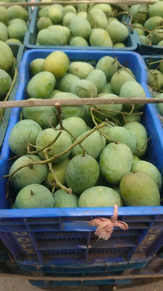 Langra' mango.webp