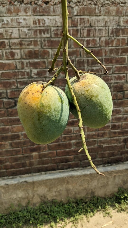 Khirsapat Mang.jpg