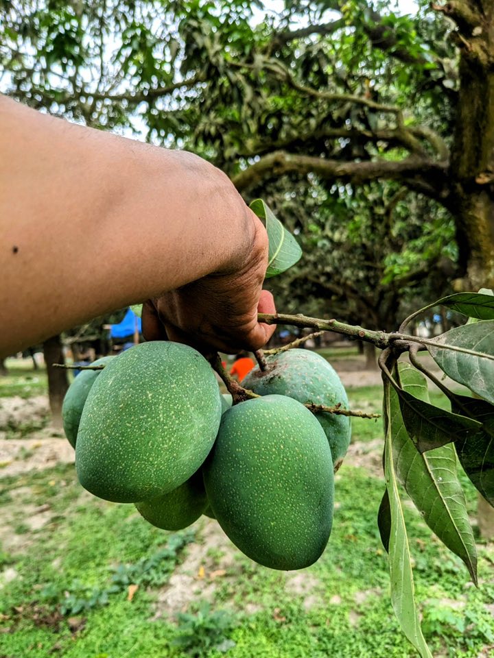 Khirsapat Mangoi.jpg
