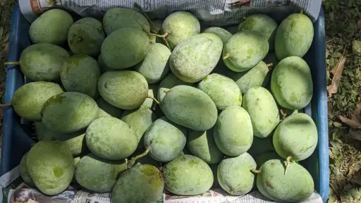 [E-COM26] Langra mango 1 kg