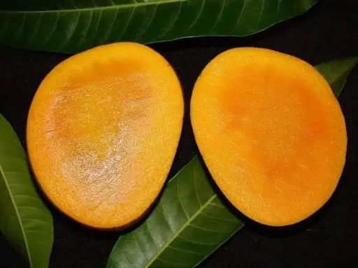 [E-COM28] Khirsapat Mango 20 kg carats